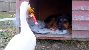 Abusing SORA 2 AI Videos 🤯 (Best Chat GPT Video Generator)