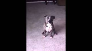 Gotti Blue Female And Mac Blueamstaff Mix