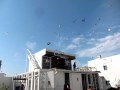 Ricky flying mike tysons pigeons at the jersey city pigeon coop