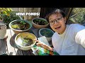 ALL OUR MINI PATIO PONDS! Easy Japanese Rice Fish Mini Pond