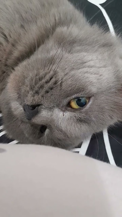 Lirikan Kucing Lucu