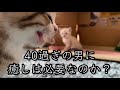 保護猫の赤ちゃんに癒しを求める40過ぎの男