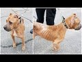 Coventry PD find 2nd emaciated dog wandering in street