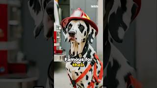 Unveiling the dalmatian's link to the firefighter! #shorts