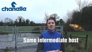 SixtySecondSolutions - "Should I be worried about rumen fluke?"
