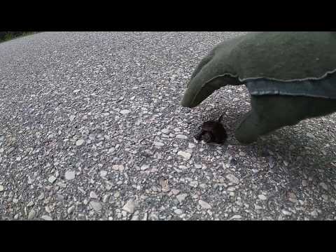 Baby Snapping Turtle Rescue and Release