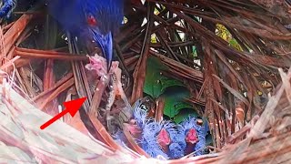 MESKI INI KADAL PALING BERACUN NAMUN INDUK BURUNG TAK PEDULI ITU