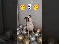 Gas's birthday 🎉✨️ 5. birthday 🐶🍀✨️🥳 #dog #gas #birthday #birthdayparty #lovelydog #fyp