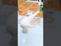 Rarity Kucing Dikerjain Babu #catshorts #cat #cute #love #cutecat #fyp #virall #imut #pets #dj #vlog