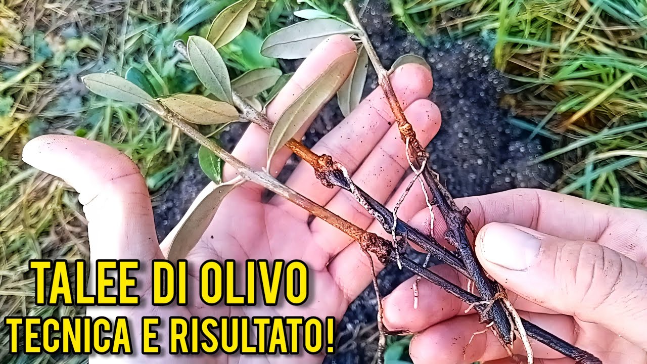 Talee di Olivo: tecnica di moltiplicazione e risultato!