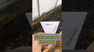 Сажаю зелень под зиму для сверхраннего урожая. Секрет — в двух локациях: улица и теплица.