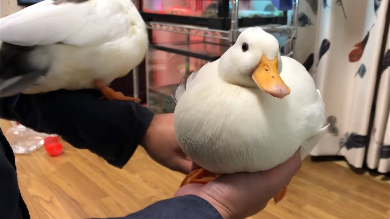 Mochi Elevator Of Our Pet Call Ducks Youtube