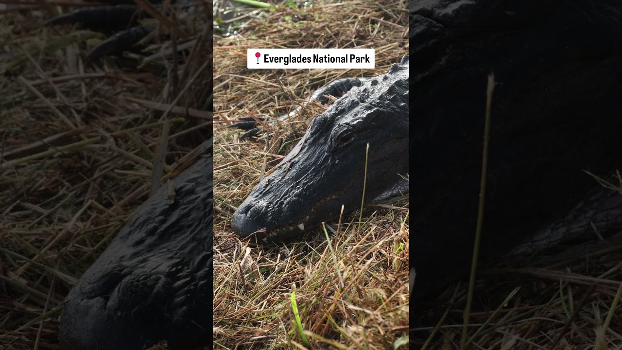 Мы не ожидали, что так сильно влюбимся в Национальный парк Эверглейдс #шорты
