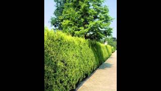 КИПАРИС Х КИПАРИСОВИК CUPRESSOCYPARIS сем. Кипарисовые КИПАРИС Х КИПАРИСОВИК CUPRESSOCYPARIS сем. Кипарисовые