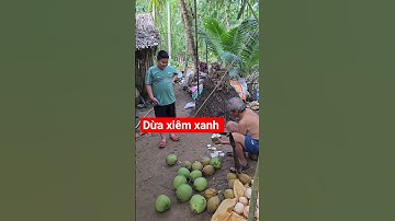 Dừa xiêm xanh. Về quê được Nội cho uống nước dừa. #food #coconut #friut #shorts #mientay