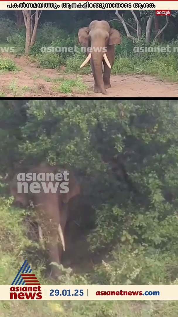 മറയൂർ- ഉദുമൽപേട്ട റോഡിൽ കാട്ടാനയിറങ്ങി; ഭീതിയിൽ നാട്ടുകാർ