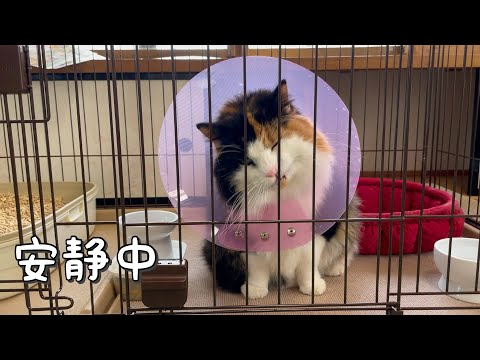 安静に過ごす靴下猫みたいなノルウェージャンフォレストキャット