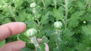 Bông cúc đại đóa tết 2023(5/12âl)#ToanNguyen#0933760844