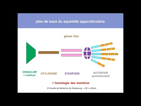 Vidéo: En quoi les membres antérieurs sont-ils similaires ?