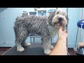 Grooming A Matted Bearded Collie