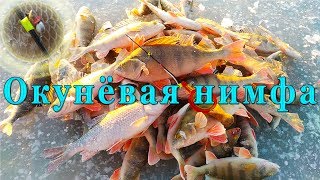 0кунёвая нимфа 0кунёвая нимфа