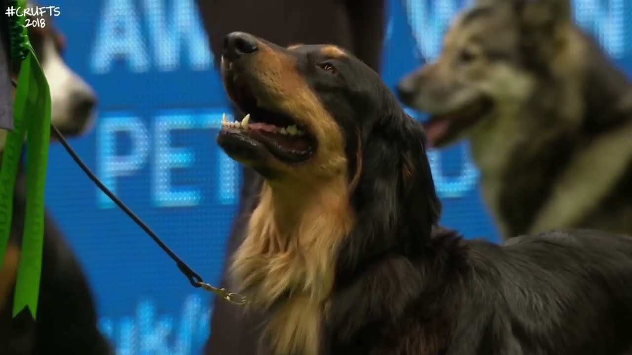 Best of Breed, Working Group|HOVAWART|