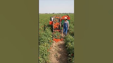 Modern Tomato Harvesting Technology | Smart Farming in Action
