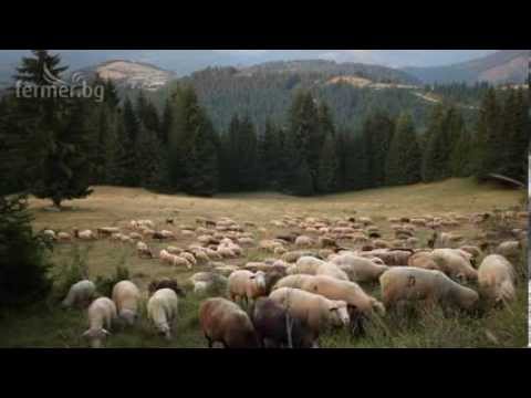 Видео: Грижа за копитата за говеда, кози и други преживни животни