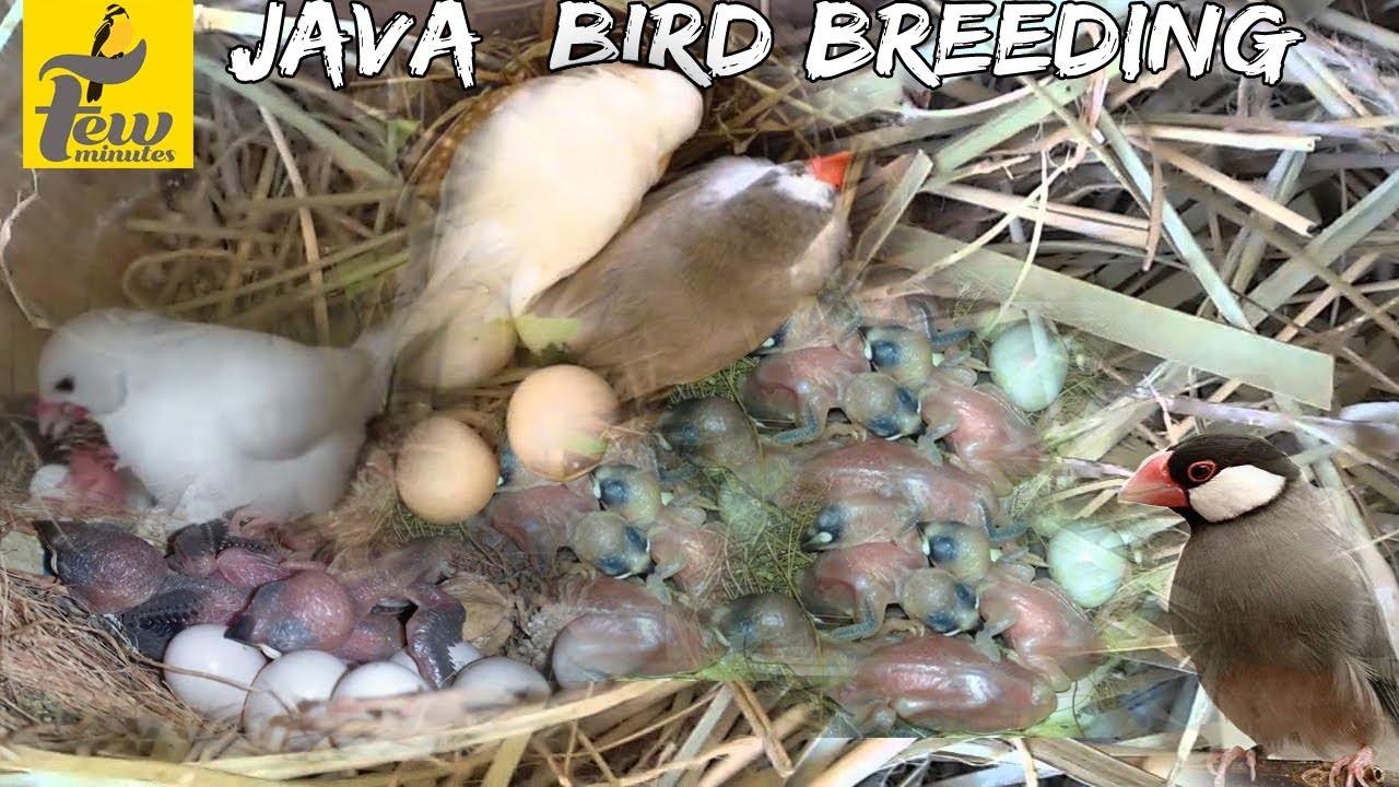 java bird breeding tips in tamil - YouTube