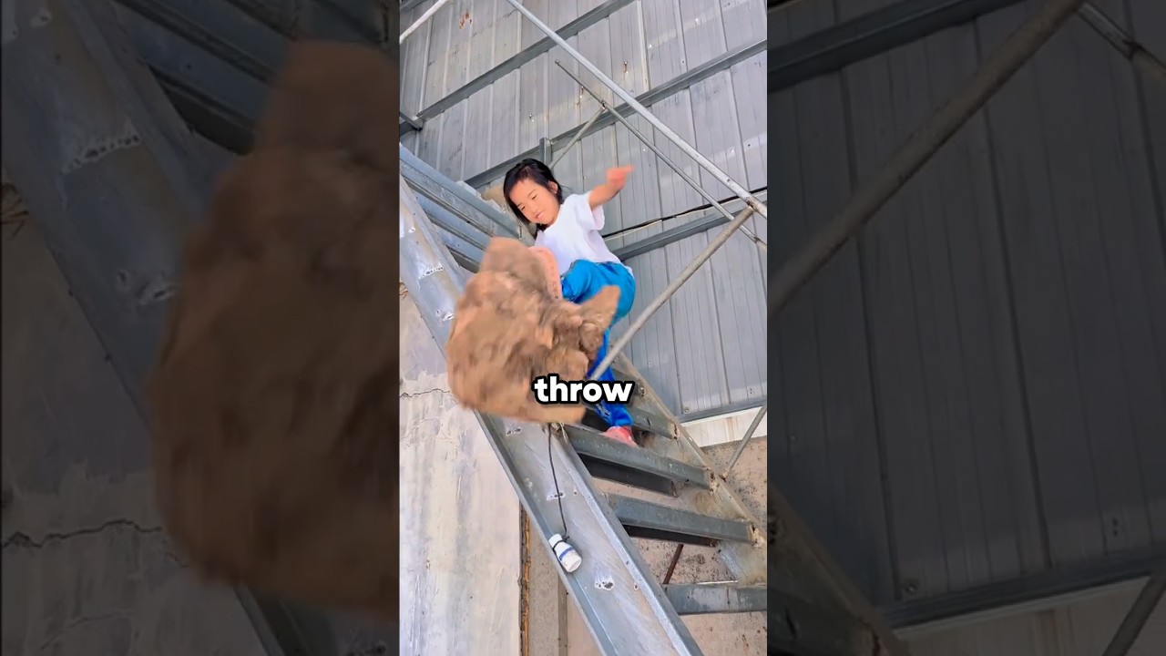 This Dog Saw The Danger First