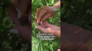 When your basil plants bolt, don't pull it–save those seeds first! 👇#garden #basil #gardening #herbs
