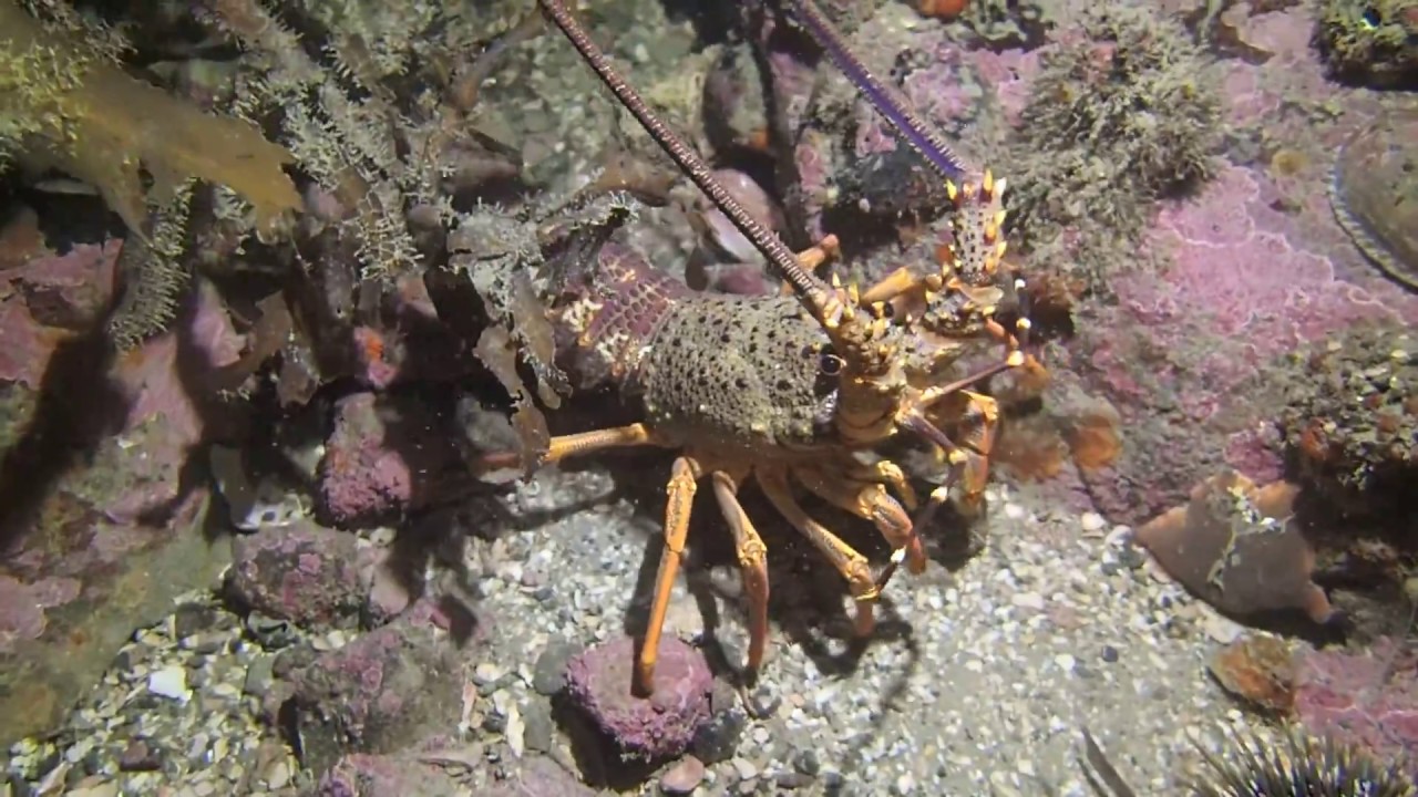 Wellington Diving Crayfish YouTube