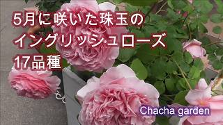 春バラまとめ】繊細な美しさが魅力のDavid Austin Roses17品種 - YouTube