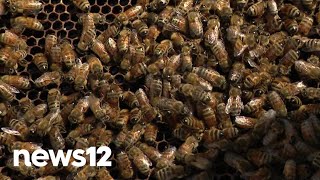Beekeeping is all the buzz at Shoreham-Wading River High School on Long Island | News 12