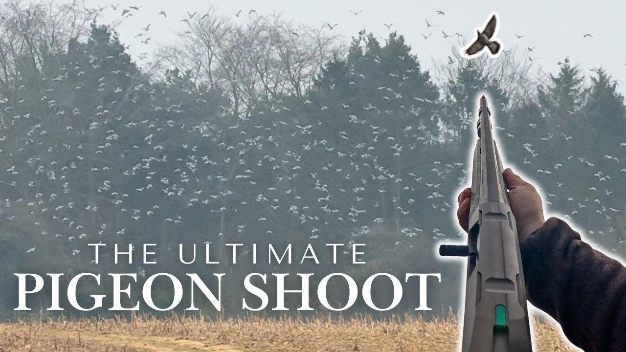 THOUSANDS OF BIRDS!! LOTS OF SHOOTING!! | Decoying Wood Pigeons Over Maize Crop