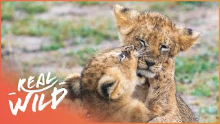 ORPHANED LION CUBS RESCUED FROM AN ACTIVE WARZONE