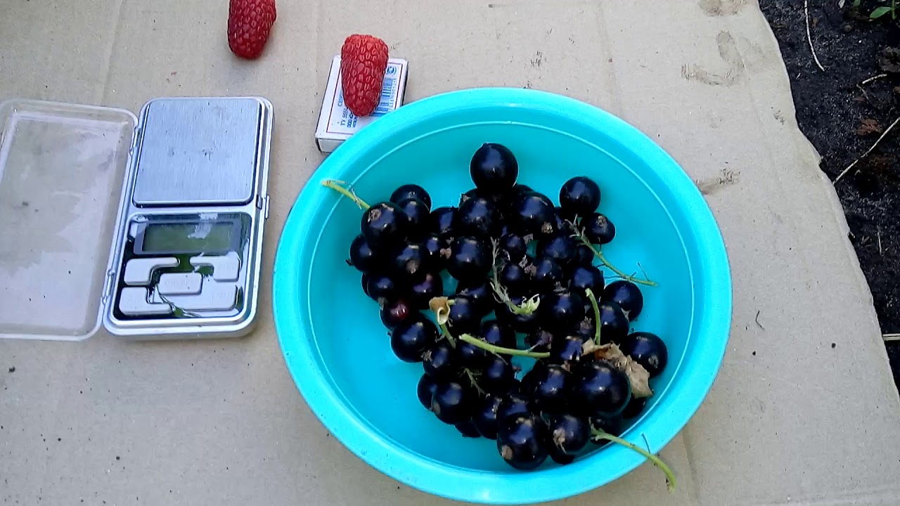 Черная смородина БИГ БЕН супер сорт