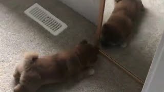 Funny And Cute Puppies S That Will Change Your Mood For Good