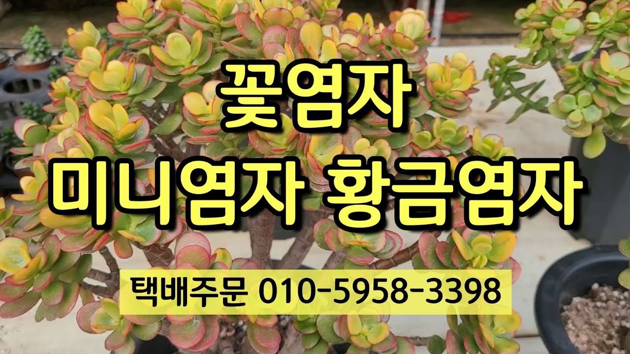 #꽃염좌 #미니염좌  #황금염좌 #다육식물