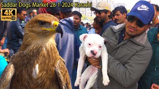 Saddar Unique and Rare Dogs Market 2812024 Karachi | أكبر سوق للكلاب في كراتشي | कुत्तों का बाज़ार