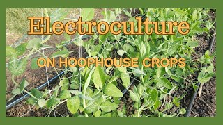 Electroculture  In The Hoophouse