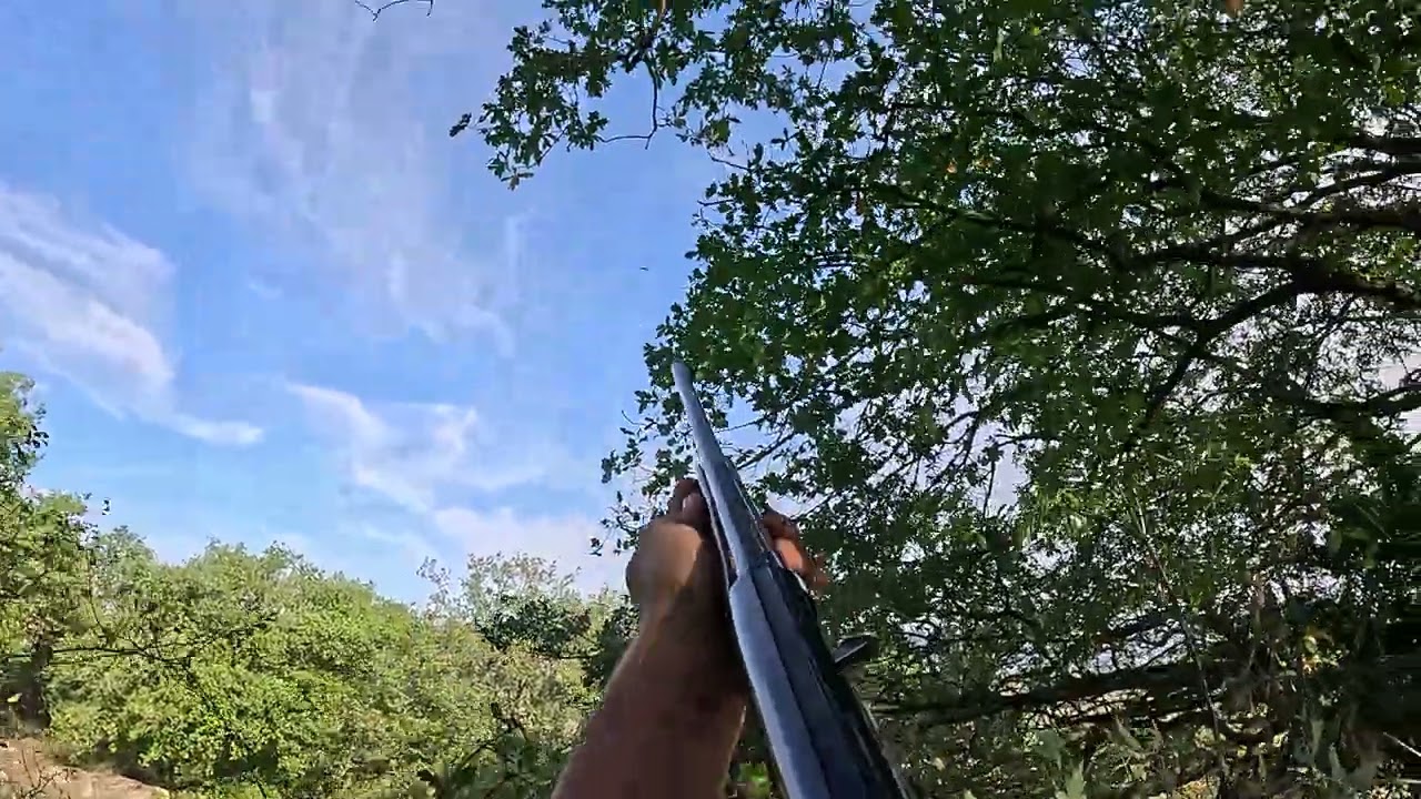 Caccia col calibro 28, ghiandaia.