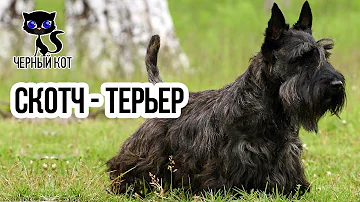 ✔ Скотч-терьер – собака драчливая, но чрезвычайно умная. Всё о породе скотч-терьер