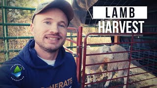 Lamb Harvest 2020