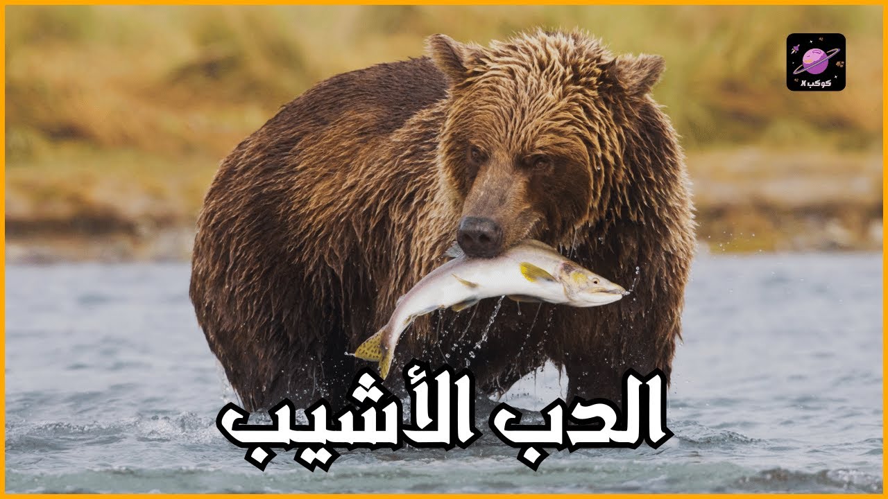 أسرار العملاق الرمادي : رحلة في عالم الدب الأشيب - YouTube