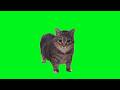 🚨 OIIA OIIA (Spinning Cat) voice changes to Green Alien Singing 👽🔊 WTFF #OIIAOIIA #SpinningCat #Meme