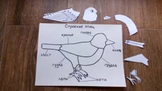 Строение птицы. Трехступенчатый урок. Монтессори Строение птицы. Трехступенчатый урок. Монтессори