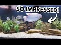 These fish accomplished something surprising in this tank