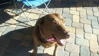 Summerlin Pet Sitting Superstar Pet Services Presents Maggie The Lab, Chloe Charlie The Cats