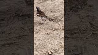 thirsty sparrow real nature's captured close beutifull mind relaxation mindblown vibes nature's